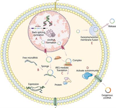 Emerging Roles and Potential Biological Value of CircRNA in Osteosarcoma